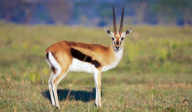 shutterstock-368215916